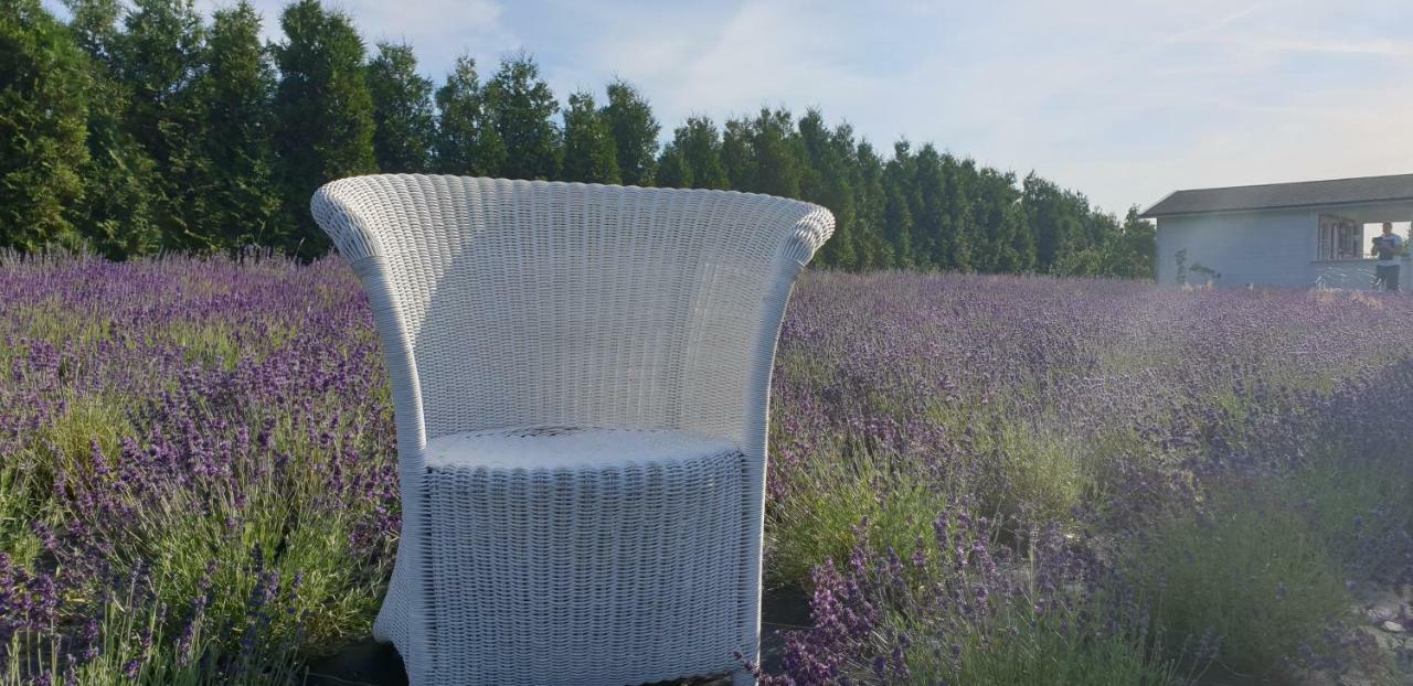 Noclegi Biala Roza Boleslawiec  Exteriör bild
